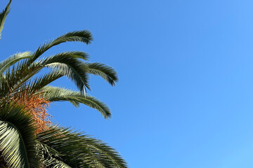 Branches and fruits of a large palm tree against a bright blue sky on a sunny day. Background, backdrop, screen, desktop, postcard, place for inscription.