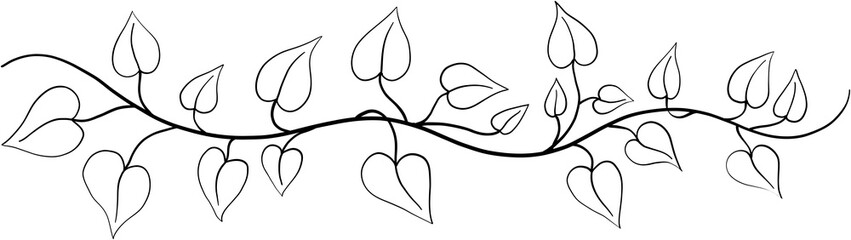 ivy plant drawing illustration.