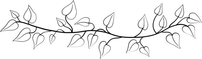 ivy plant drawing illustration. © tanarch
