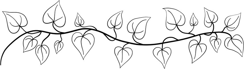 ivy plant drawing illustration.