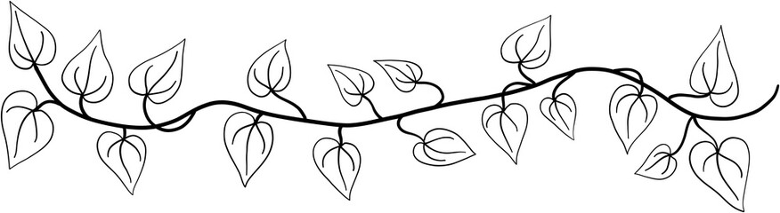 ivy plant drawing illustration.