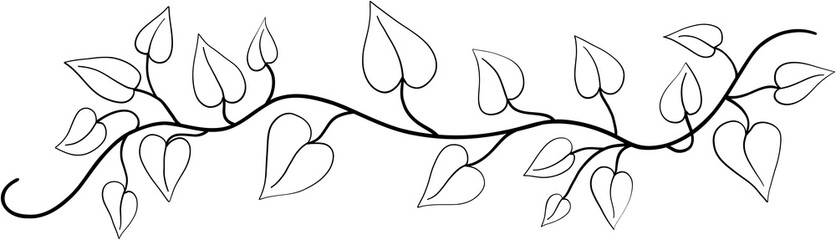 Fototapeta premium ivy plant drawing illustration.