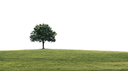 Tree in the field on a transparent background