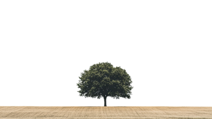 Tree in the field on a transparent background