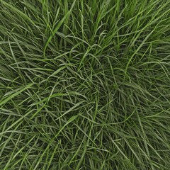 wild grass, close up