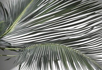 Coconut Palm Leaves Shadow, Banner