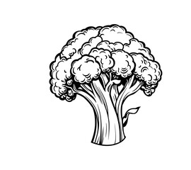 Broccoli hand-drawn vector Illustration Broccoli hand-drawn vector Illustration