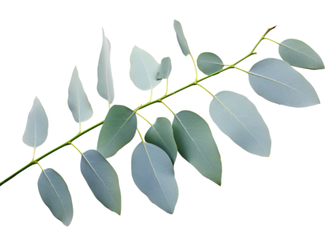 a close up of a plant
