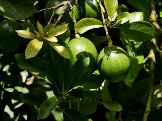 round Avocado fruits hanging on tree, persea americana in marie galante, antillean fruit trees and caribbean garden detail