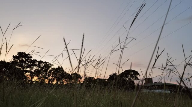 草木の揺れる夕暮れの風景、スローモーション