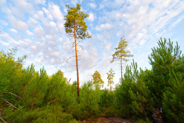 J.A Martin and Cailleau rock in Fontainebleau massif