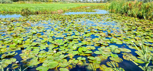 Panoramic view of waterlilies in a pond in recreational area ´t Weegje between Gouda and Waddinxveen, The Netherlands.