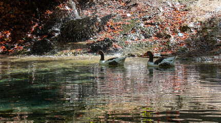 two ducks in the lake