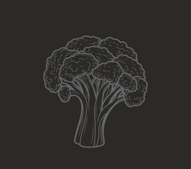 Broccoli hand-drawn vector Illustration Broccoli hand-drawn vector Illustration