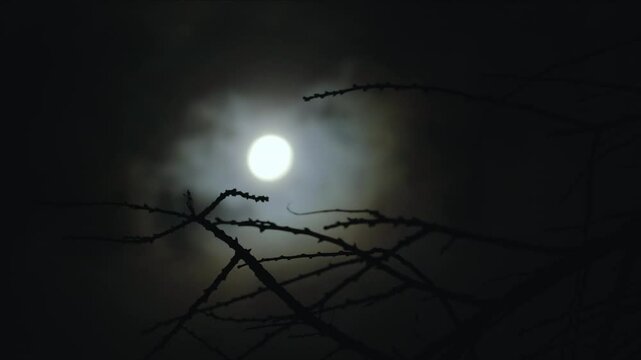 Moon behind branches of tree without leaves on dark cloudy night. Spooky feeling like thriller and horror films. Real shooting. Soft selective focus on the foreground