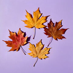 Fototapeta premium Dried maple leaves on pastel sunlit background with shadow. Autumn, fall, thanksgiving day concept. Flat lay, top view