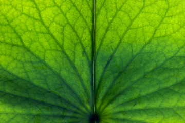 Venation of the water lily leaf backlit fresh green background