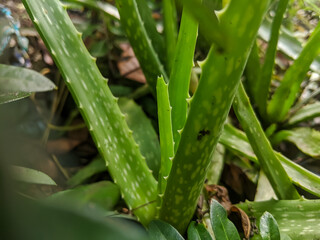 Obraz premium A close-up of vibrant green aloe vera plants growing in a garden, highlighting their spiky leaves and natural patterns. Ideal for illustrating natural skincare, gardening, and health benefits.