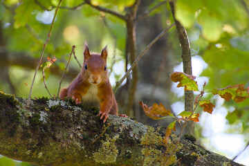 Eurasian red squirrel sitting on the tree branch close-up