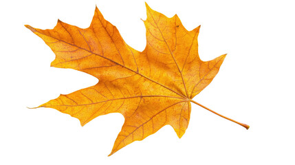 autumn leaves on a transparent background