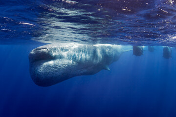 Sperm Whale - Physeter macrocephalus, iconic huge sea mammal and the largest toothed predator from worldwide seas and oceans, Indian ocean, Mauritius.