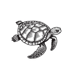 Vector Illustration of  a drawing of a turtle in a black and white style