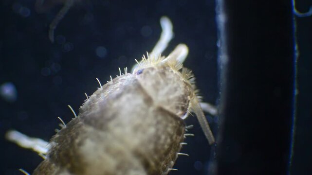 Microscopic view of a silverfish in slow motion. Its silver, wingless body, long antennae, and bristles at the tail are clearly shown.