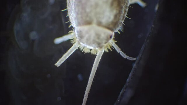 Silverfish insect viewed in extreme close-up through a microscope, recorded in slow motion. Its silver, wingless body and long, thread-like antennae are clearly visible.