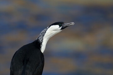 cormorant