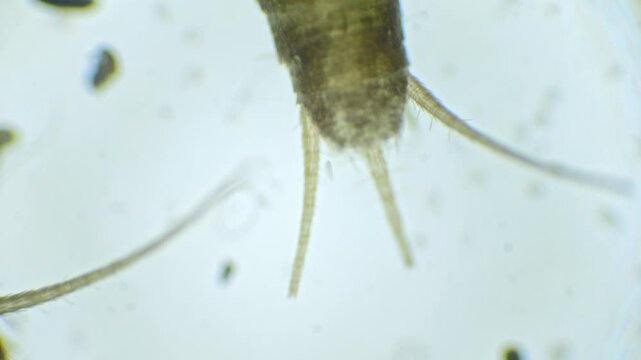 Microscopic view of a silverfish in slow motion. The silver, wingless insect is displayed in fine detail, showing its long antennae and bristles at the tail.