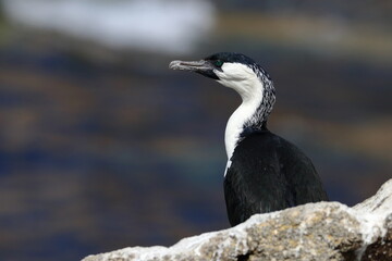 cormorant