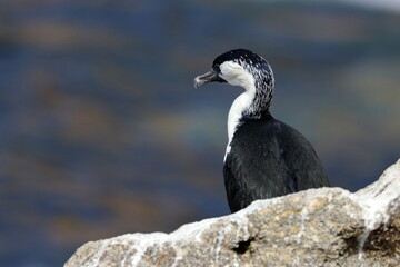 cormorant