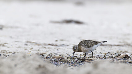 Sanderling (Calidris alba)  standing on the beach