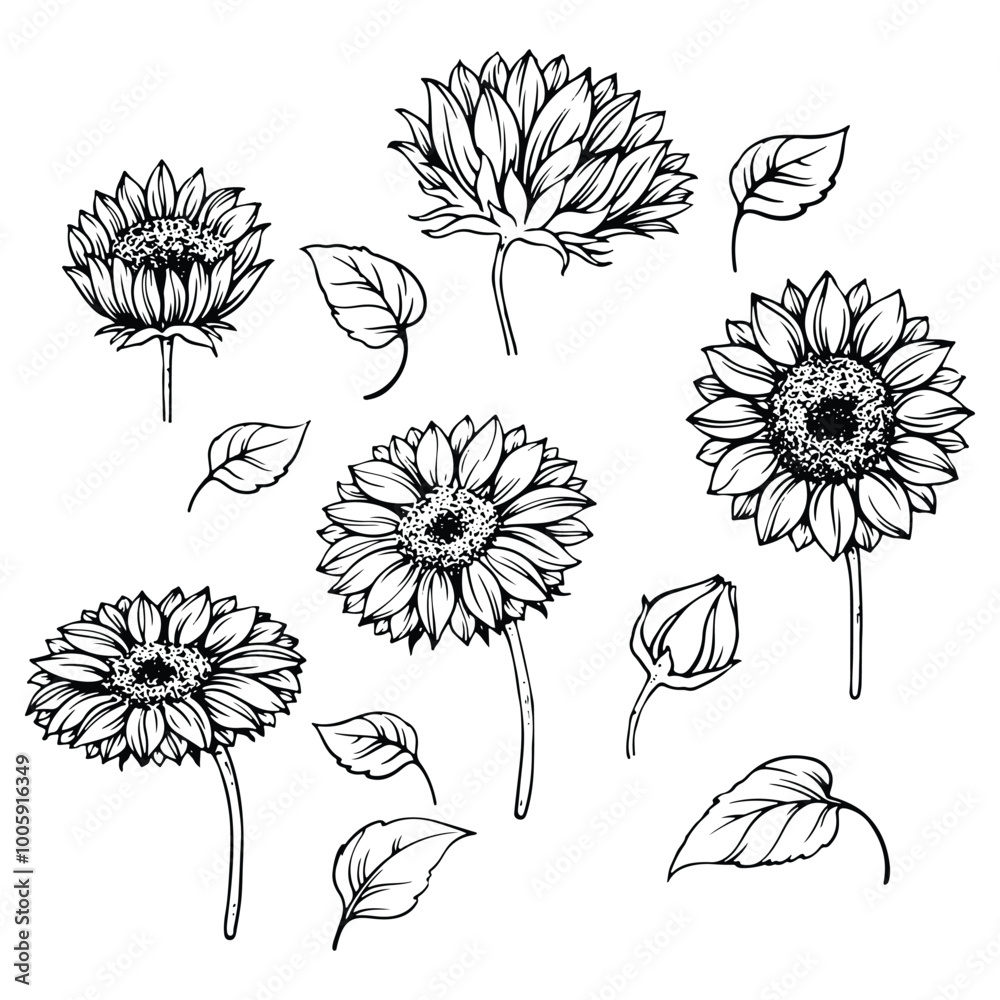Wall mural set of sunflower vector illustrations in hand-drawn line art style. isolated and easy to use, perfec
