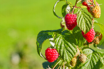 Fresh Raspberries Ripening on the Bush   Świeże maliny dojrzewające na krzewie © Adrian White