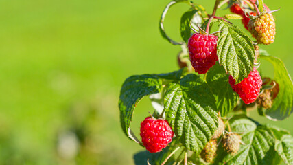 Fresh Raspberries Ripening on the Bush   Świeże maliny dojrzewające na krzewie © Adrian White