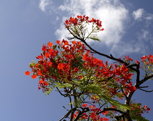 delonix regia, flowering royal poinciana with red flowers and blue sky background. Low angle view...