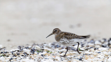 dunlin, calidris alpina on the beach