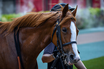 Obraz premium 競馬場でレースを待ち望む馬