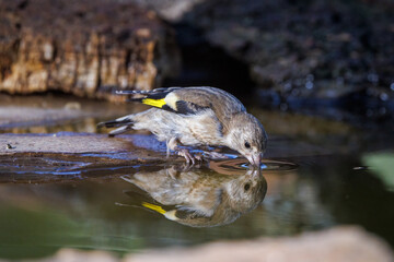 European goldfinch. (Carduelis carduelis).