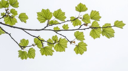 A branch with vibrant green leaves against a light background.