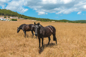 Typical Menorcan horse in Menorca, Spain
