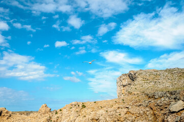 Fototapeta premium Seagull over Sa Falconera in Menorca Island, Spain.
