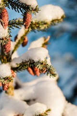 snow covered branches of tree