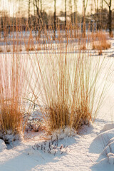 winter forest in the snow