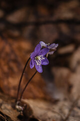 flower on the ground
