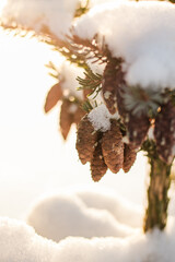 pine tree in snow