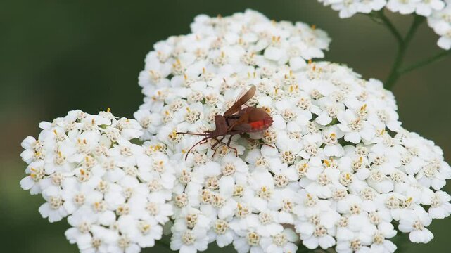 Dock bug, Coreus marginatus, feeding on white flower of yarrow plant
