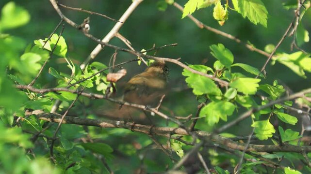The willow warbler preening feathers, Phylloscopus trochilus