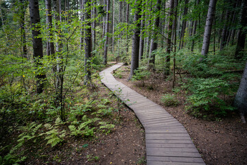 Obraz premium Curve wooden pathway in national park through dark coniferous spruce forest. Natural eco trail through protected environment. Nature trail hike, tourism. Autumn season.